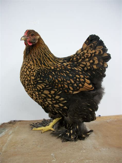 Gold Laced Cochin Rooster