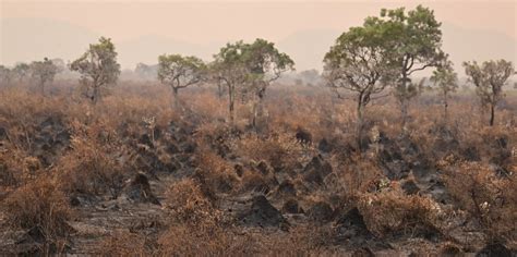 Ca Tico En El Pantanal Brasile O Enfrentan Incendios Hist Ricos