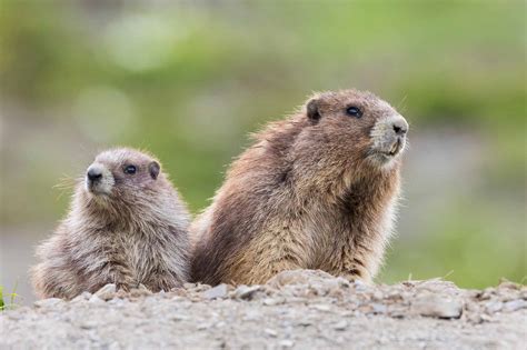 Marmot Animal Facts - A-Z Animals