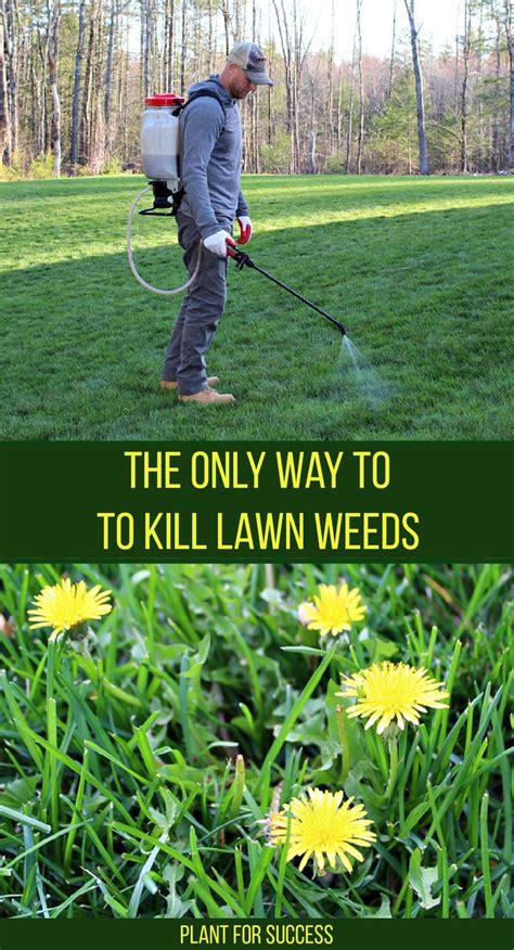 The Only Way To Kill Lawn Weeds Artofit