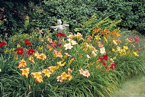 How To Grow Great Daylilies Garden Gate