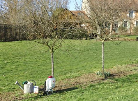 Comment Traiter Les Arbres Fruitiers En Hiver