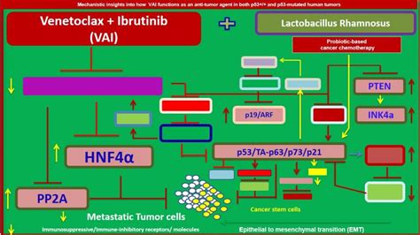 A Pharmaceutical Mixture Encompassing Venetoclax And Ibrutinib Vai