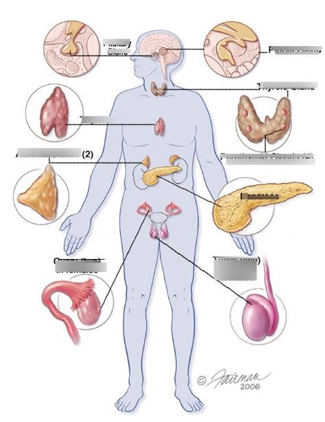 Anatomy Physiology Chapter 20 Endocrine System Diagram Quizlet