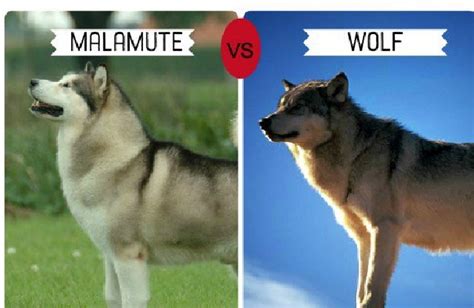 List of Wolf-Like Dog Breeds - Trackimo