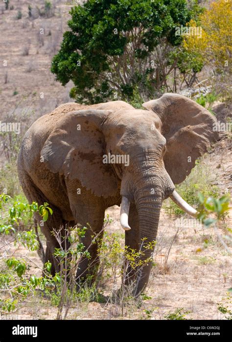 African Elephant At Mwaluganje Elephant Sanctuary Mombasa Kenya