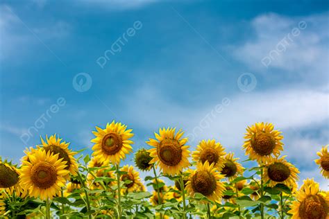 Sunflower Background, Photos, and Wallpaper for Free Download