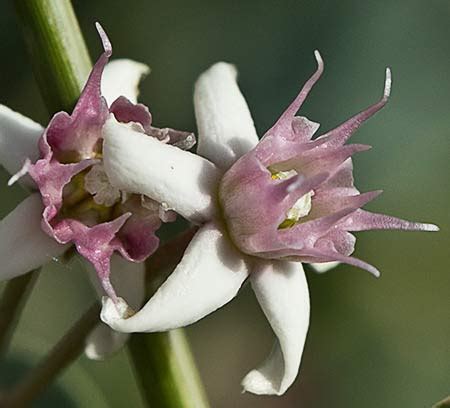 Flora De Malpica De Tajo Matac N O Correhuela Blanca Cynanchum Acutum