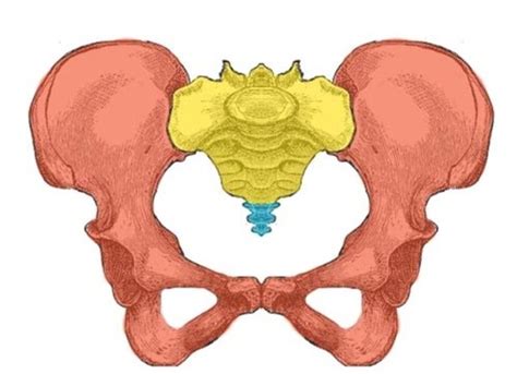 Pelvic Girdle And Lower Limb Flashcards Quizlet