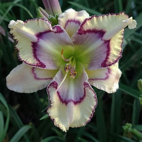 Daylily Hemerocallis Spacecoast Etched Invitation In The Daylilies