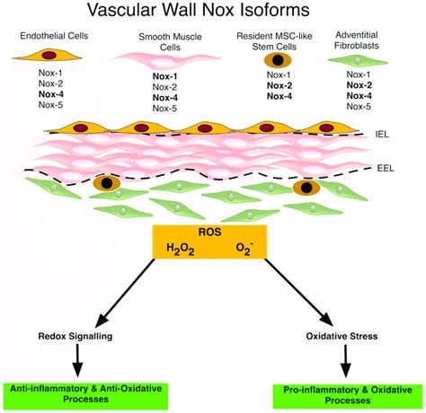 Nox Enzymes Within The Vasculature The Schematic Depicts The Nox