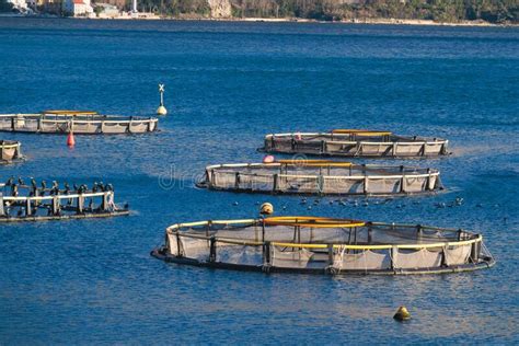 Vista Das Jaulas De Piscicultura Marinha E Redes De Pesca Que Cultivam