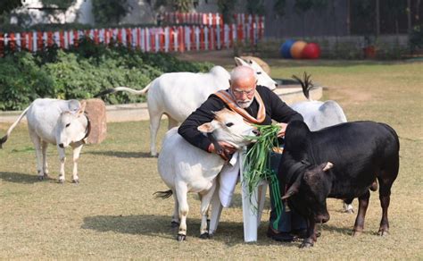 Punganur Cow Know About Breed Cost And Milk Yield Of Mini Cow