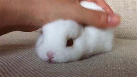 Petting A Cute Rabbit Black And White GIFs Get The Best On GIPHY