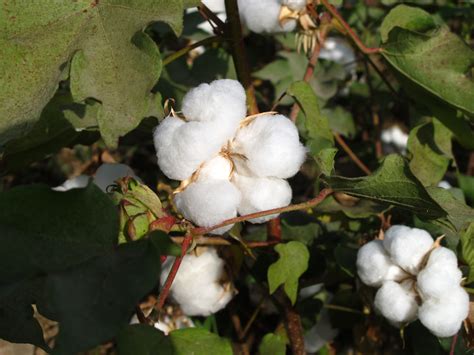 Trees That Look Like Cotton at April Harrison blog