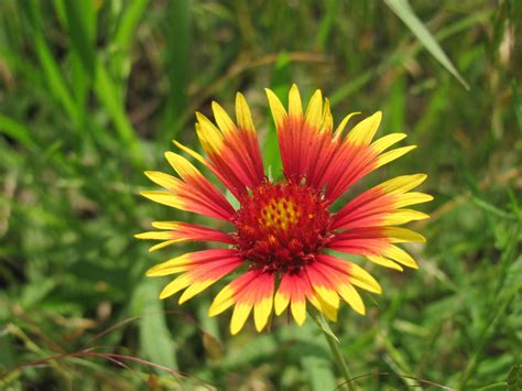 Firewheel Blooms Free Photo Download Freeimages