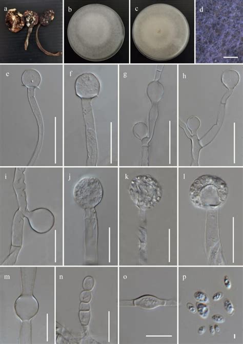 Mucor Yunnanensis Facesoffungi Number Fof 12291 Faces Of Fungi