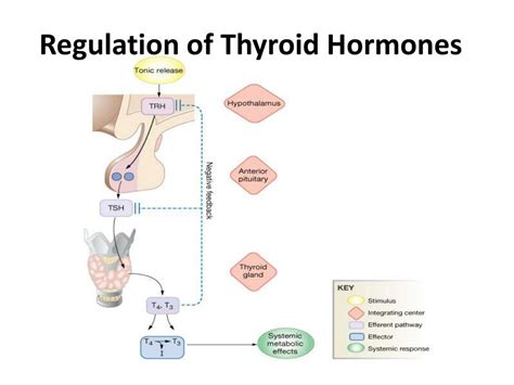 Ppt Thyroid Gland Powerpoint Presentation Free Download Id 2967520