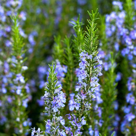 Culinary Herb Plants Rosemary Blue Easy To Grow Bulbs