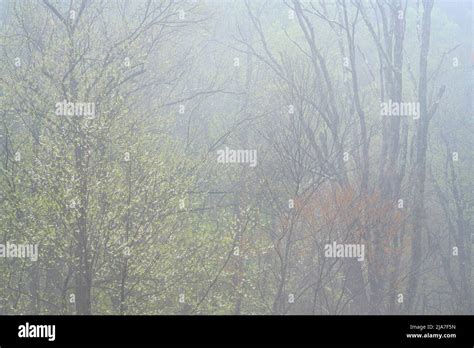 Spring Foliage In Mist In Great Smoky Mountain National Park Tennessee