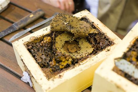 Meliponicultura A Arte De Criar Abelhas Nativas A Apicultura