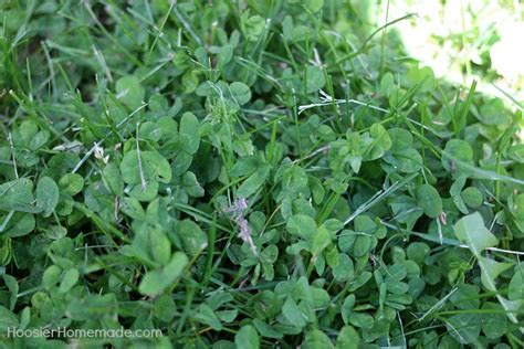 7 Common Weeds with Identification Pictures - Hoosier Homemade