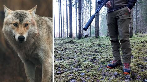 Ny Skyddsjakt P Varg I S Rmland Angrep Tamdjur Svt Nyheter