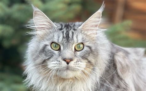 Jeep European Maine Coon Cat Mastercoons Cattery