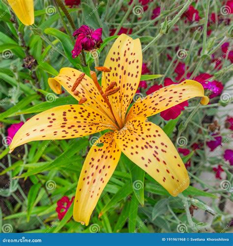 Flower Of A Tiger Jaws Faucaria Tigrina Royalty Free Stock Photo