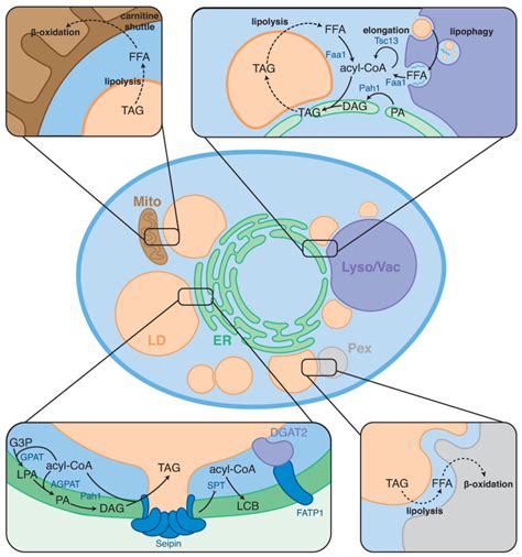 Lipid Droplet Organelle Contact Sites As Hubs For Fatty Acid Metabolism Trafficking And