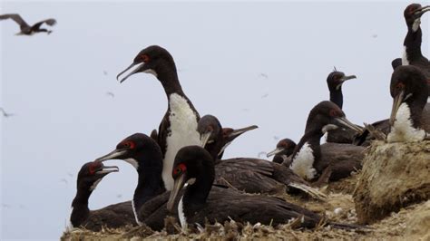 Coronavirus en Perú Ancash Advierten consumo de aves marinas por