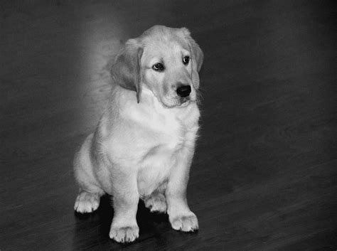 Golden Retriever Lab Mix Complete Guide To The Goldador Animal Corner