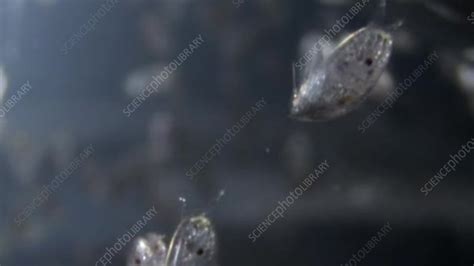 Barnacle Cyprid Larvae Stock Video Clip K0038722 Science Photo