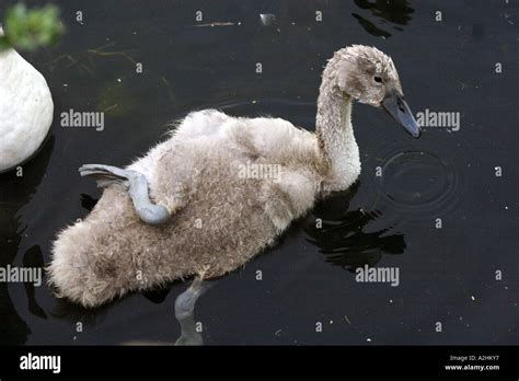 Mute Swan Cygnus Olor Cygnet Folding One Leg Back Out Of Water Uk