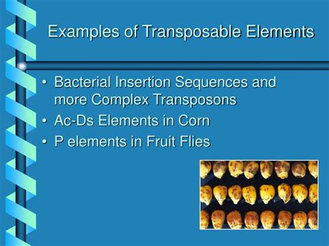 PPT - Transposable Elements PowerPoint Presentation - ID:397518 