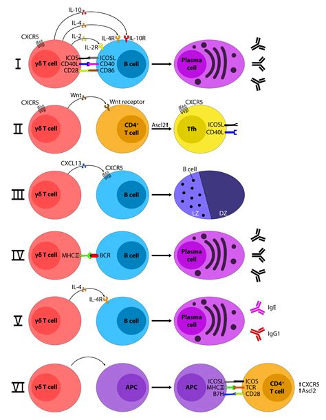 Cells Free Full Text Revisiting the Interaction of γδ T Cells and B