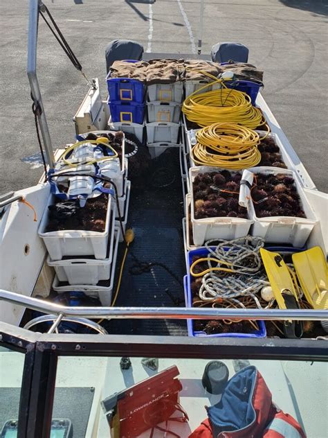 Red handfish habitat restoration | Handfish Conservation Project