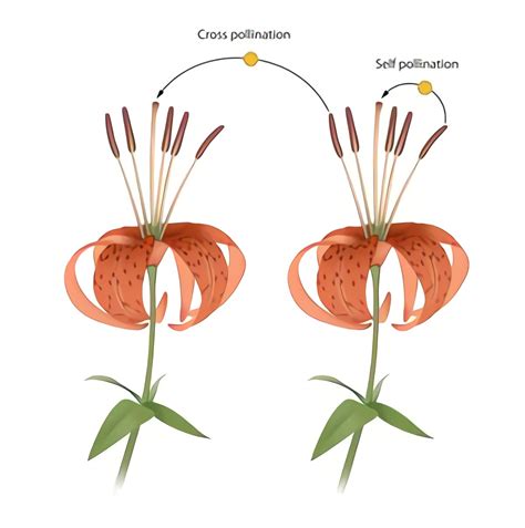 During Pollination The Pollen Grain Is Transferred From The To The Of A Flower