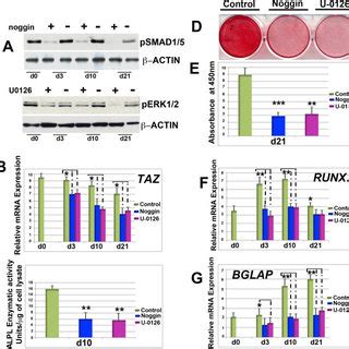 Inhibition Of Bmp And Erk Fgf Signaling Pathways Abrogates Taz