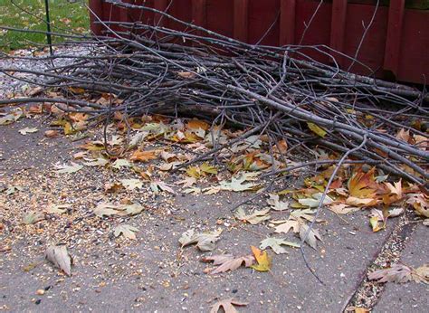 maistir nadurai brush piles
