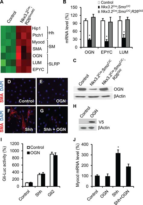 Slrps Regulate Smooth Muscle Cell Differentiation A Heat Map