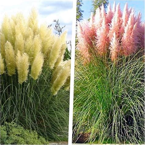 2 x Cortaderia selloana 1 Liter Ziergras Gräser Stauden