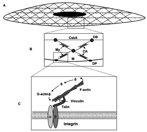 Schematic Illustration Of The Actin Cytoskeleton In Smooth Muscle Cells