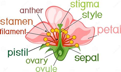 Parts Of Flower With Titles Cross Section Of Typical Angiosperm Flower