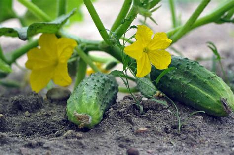 Tips For Growing Cucumbers In Pots Backyard Boss