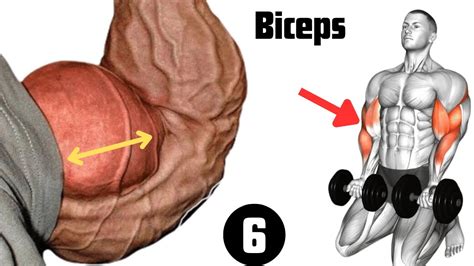 6 Best Biceps Exercises For A Big Biceps Biceps Workout Youtube