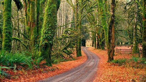 Elwha River Road Olympic National Park Washington 10 000 Fonds D