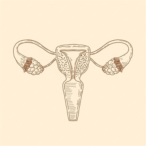 Ilustración De Dibujo De útero Dibujado A Mano Vector Gratis