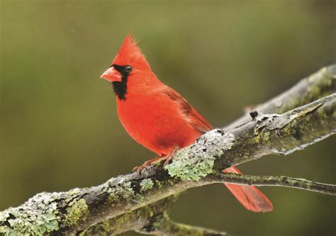 Quoth the cardinal - Indiana Connection