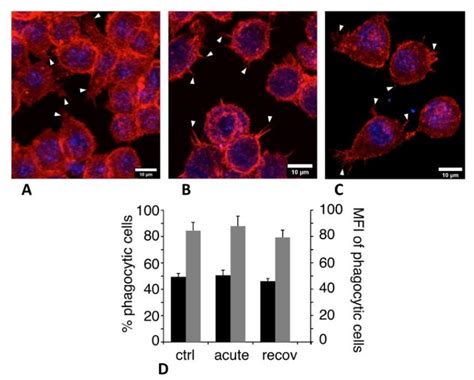 Actin Cytoskeleton And Phagocytosis In Panels Ac The Actin